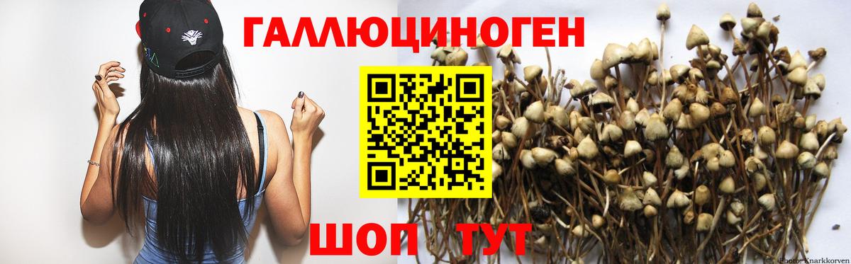 Галлюциногенные грибы Psilocybine cubensis Вологда